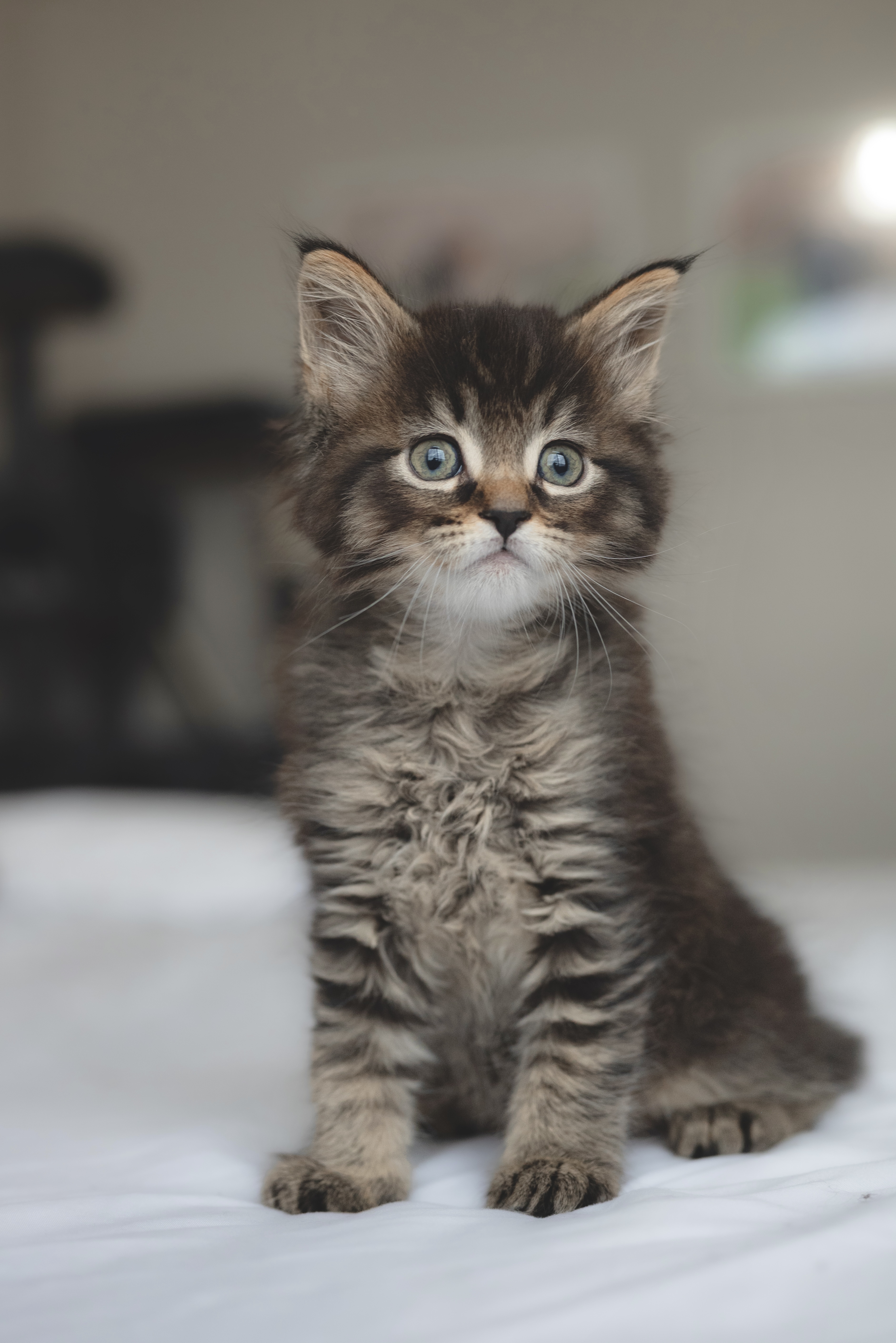 Picture of the Animal Listed