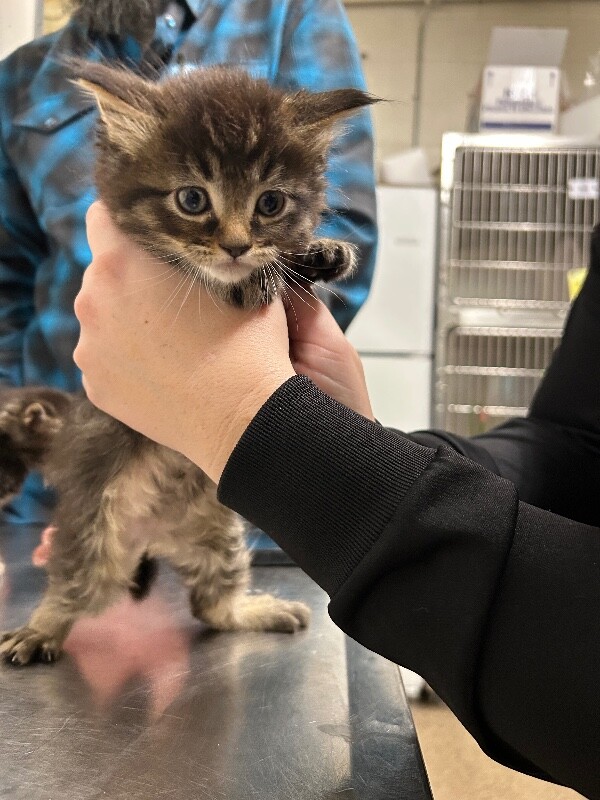 Picture of the Animal Listed