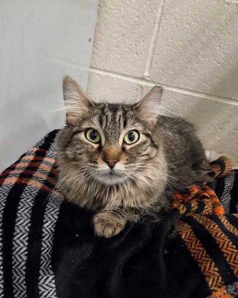 Picture of the Animal Listed