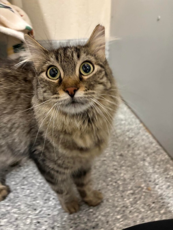 Picture of the Animal Listed