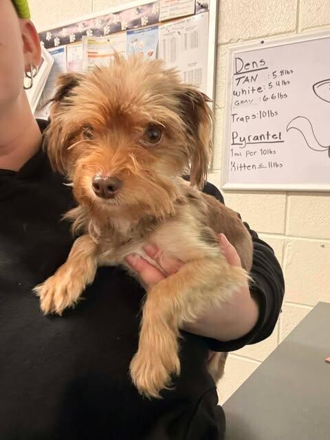 Picture of the Animal Listed