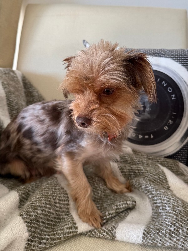 Picture of the Animal Listed