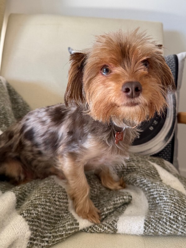 Picture of the Animal Listed