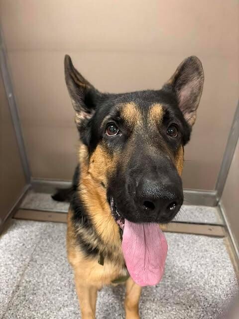 Picture of the Animal Listed