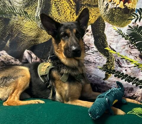 Picture of the Animal Listed