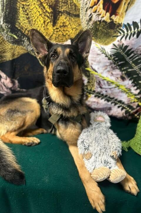 Picture of the Animal Listed