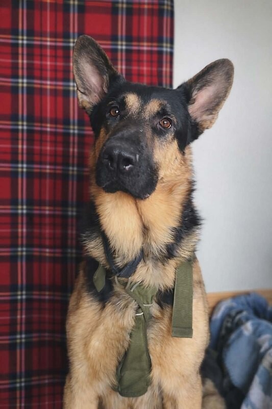 Picture of the Animal Listed