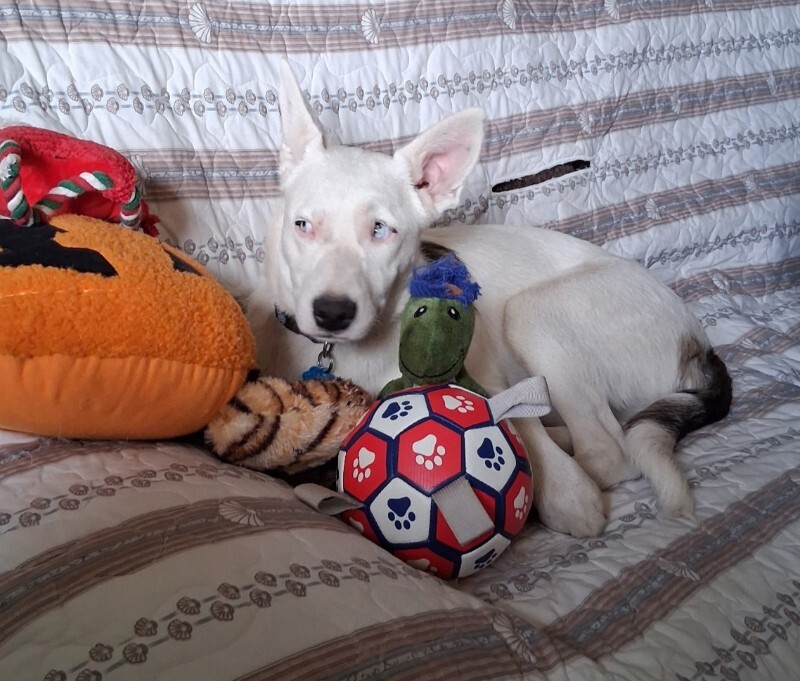 Picture of the Animal Listed