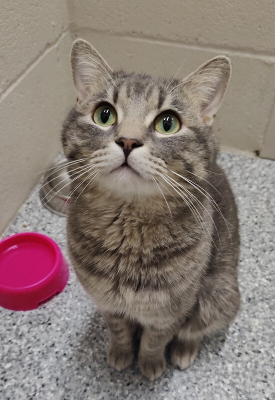 Picture of the Animal Listed