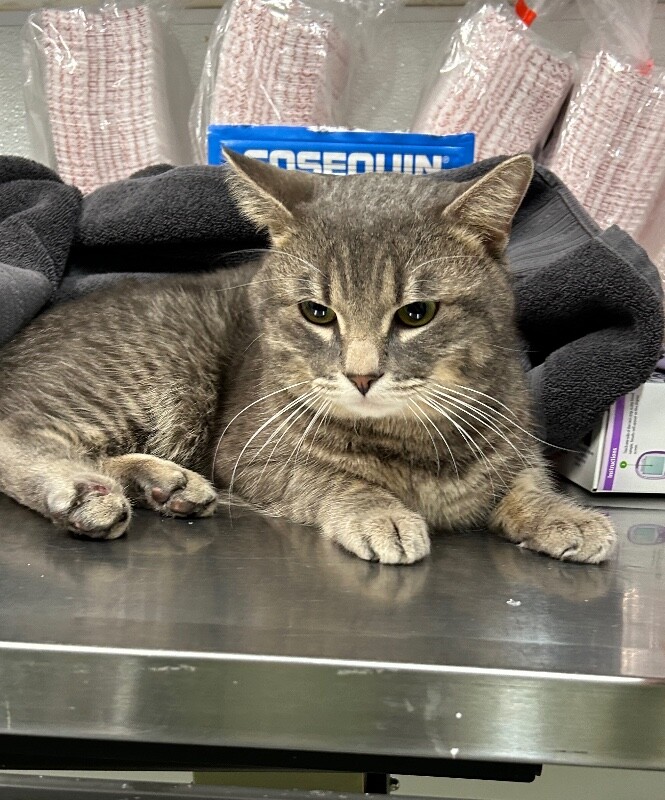 Picture of the Animal Listed