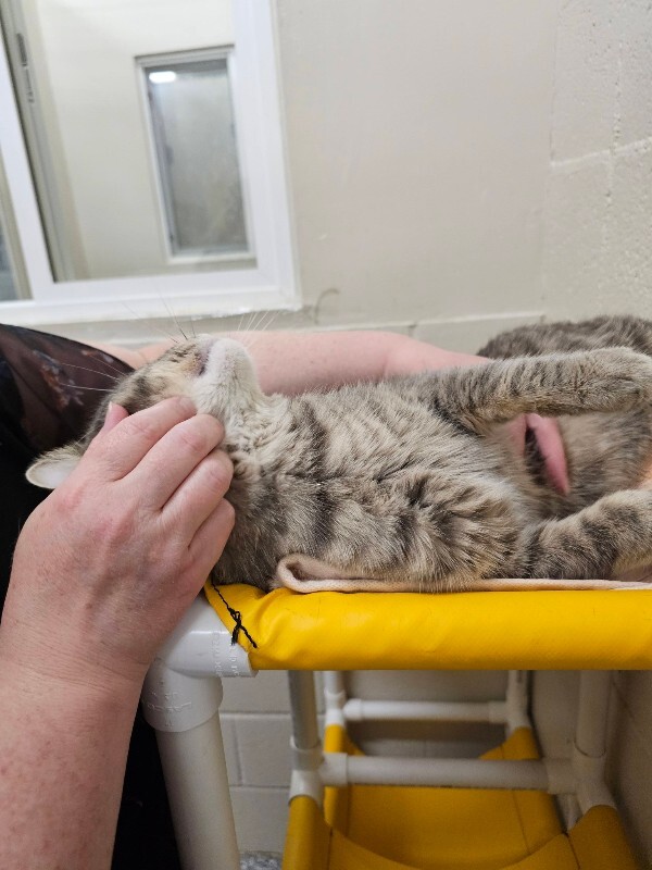 Picture of the Animal Listed