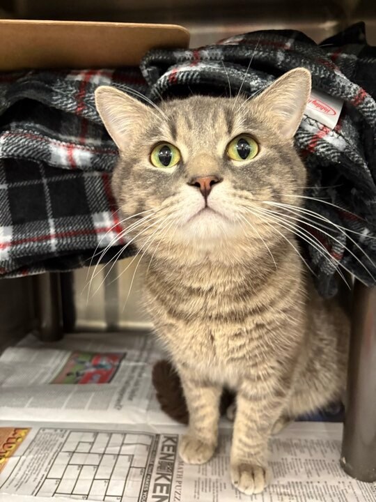 Picture of the Animal Listed