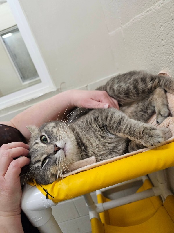 Picture of the Animal Listed