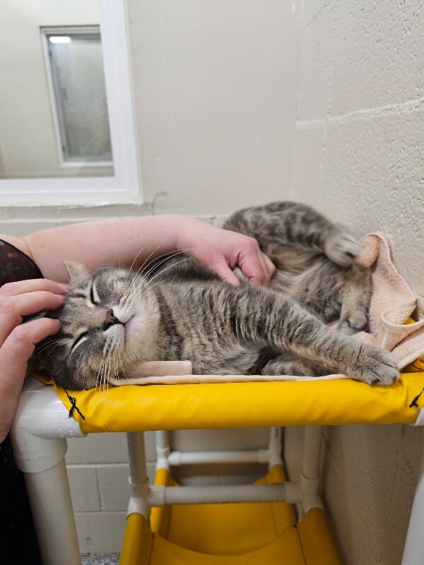 Picture of the Animal Listed