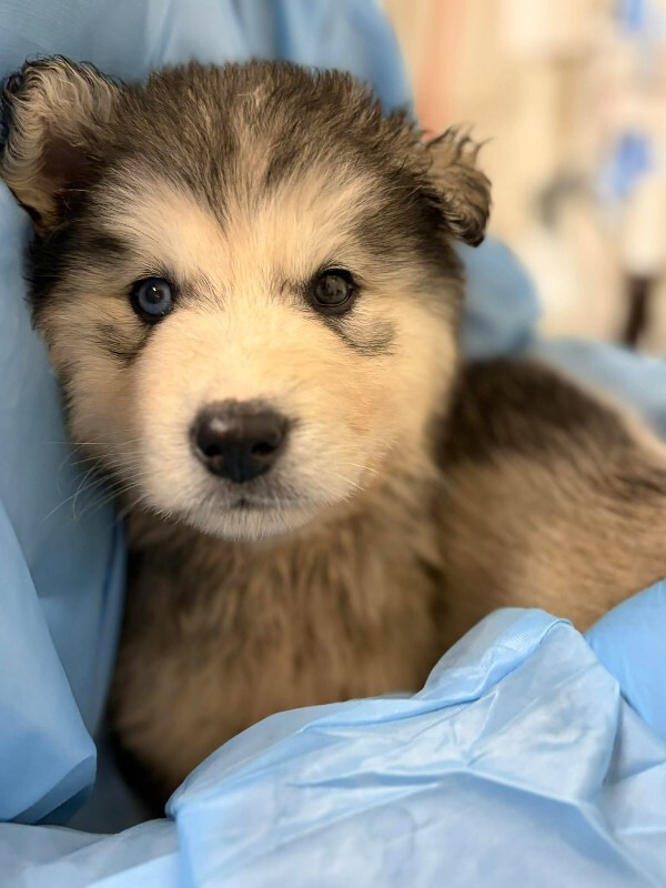 Picture of the Animal Listed