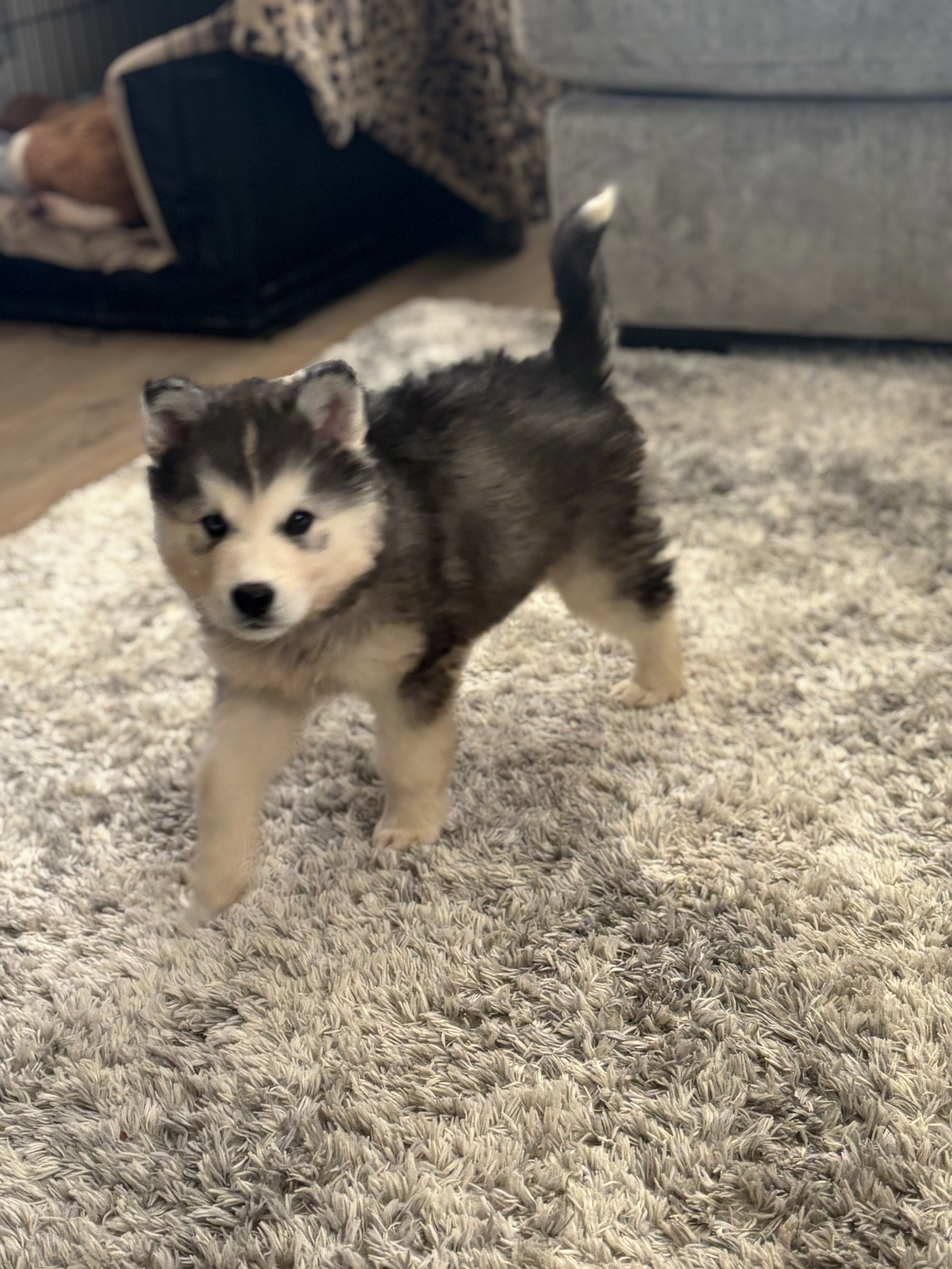 Picture of the Animal Listed