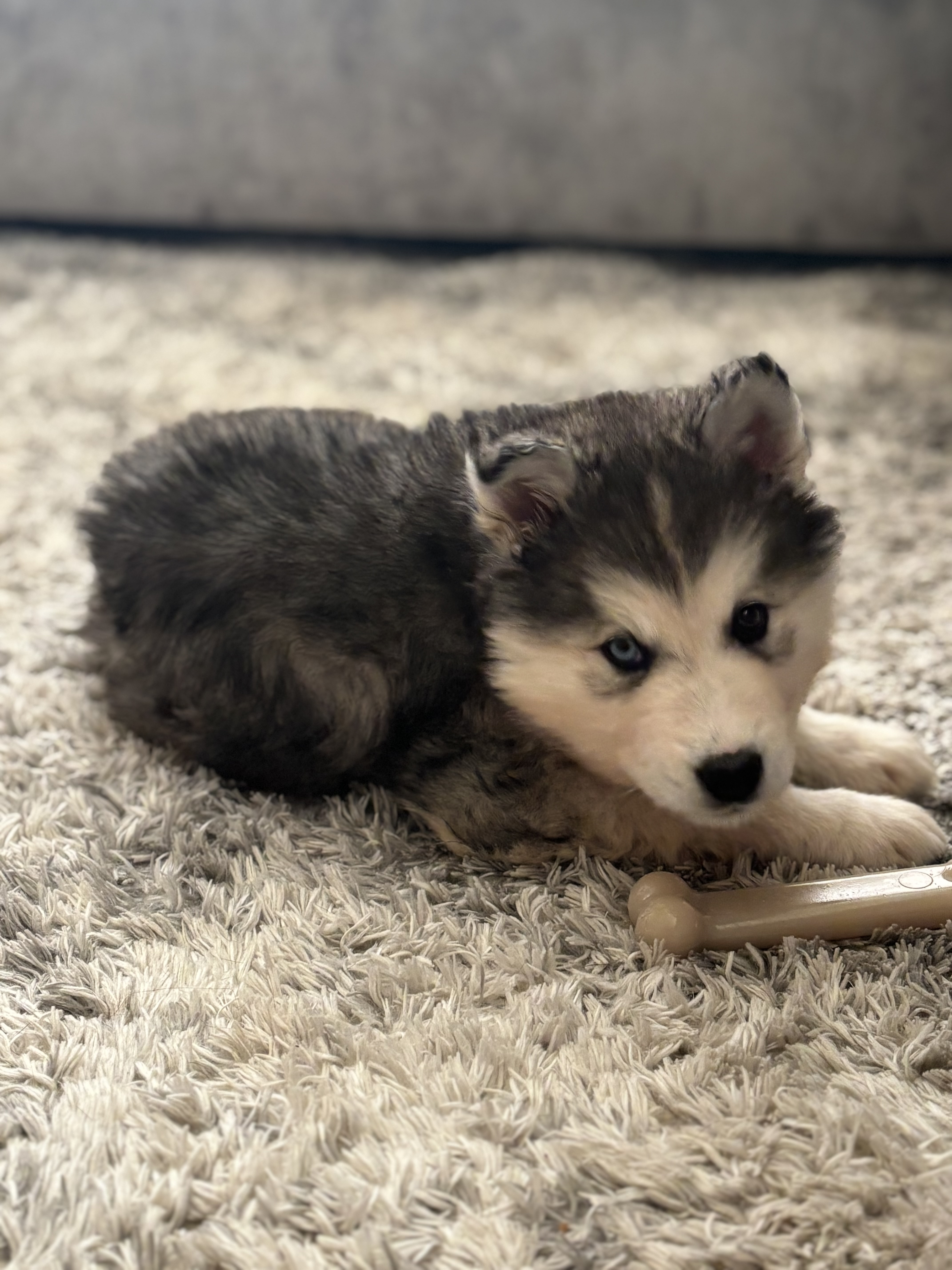 Picture of the Animal Listed