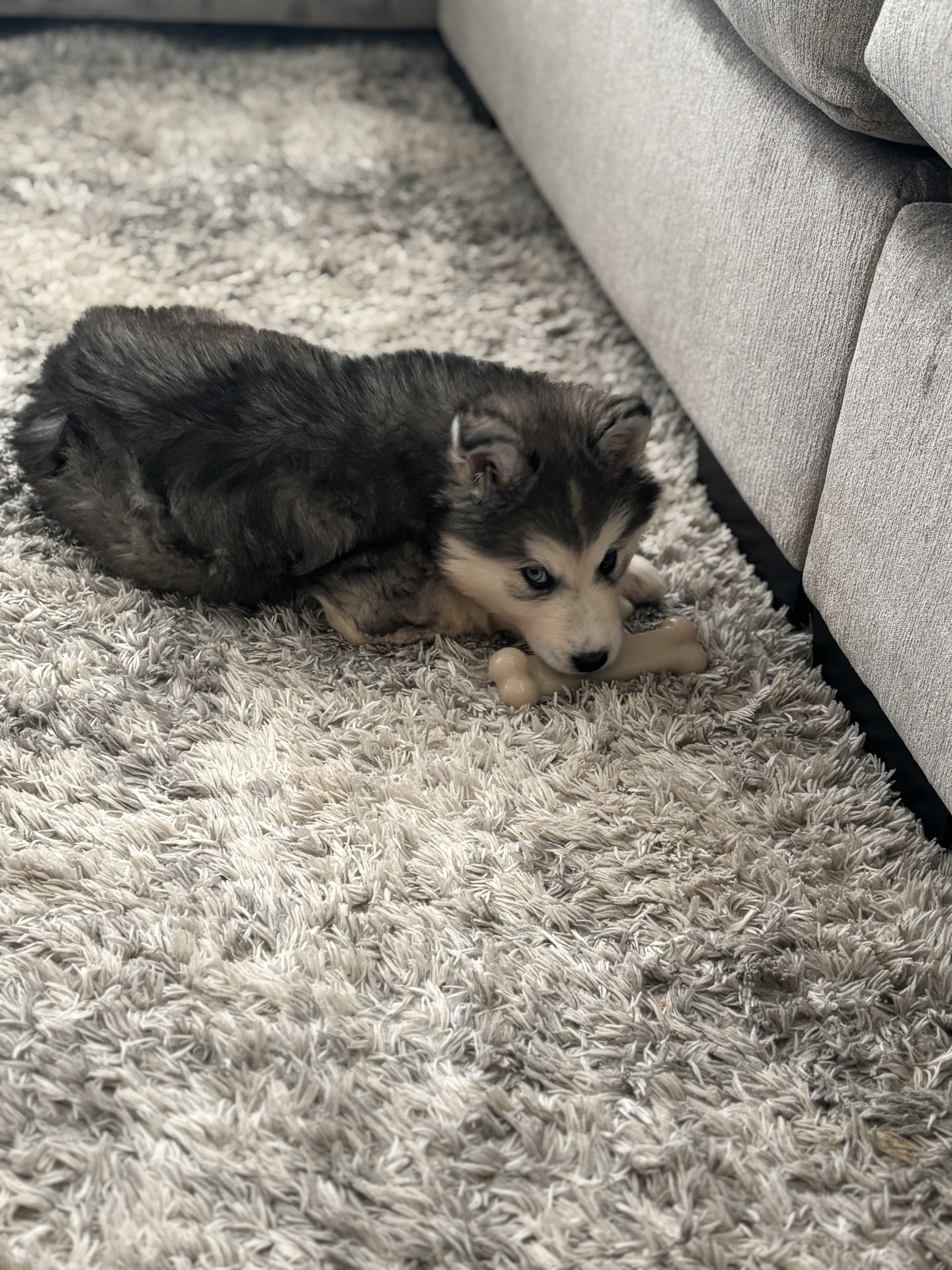 Picture of the Animal Listed