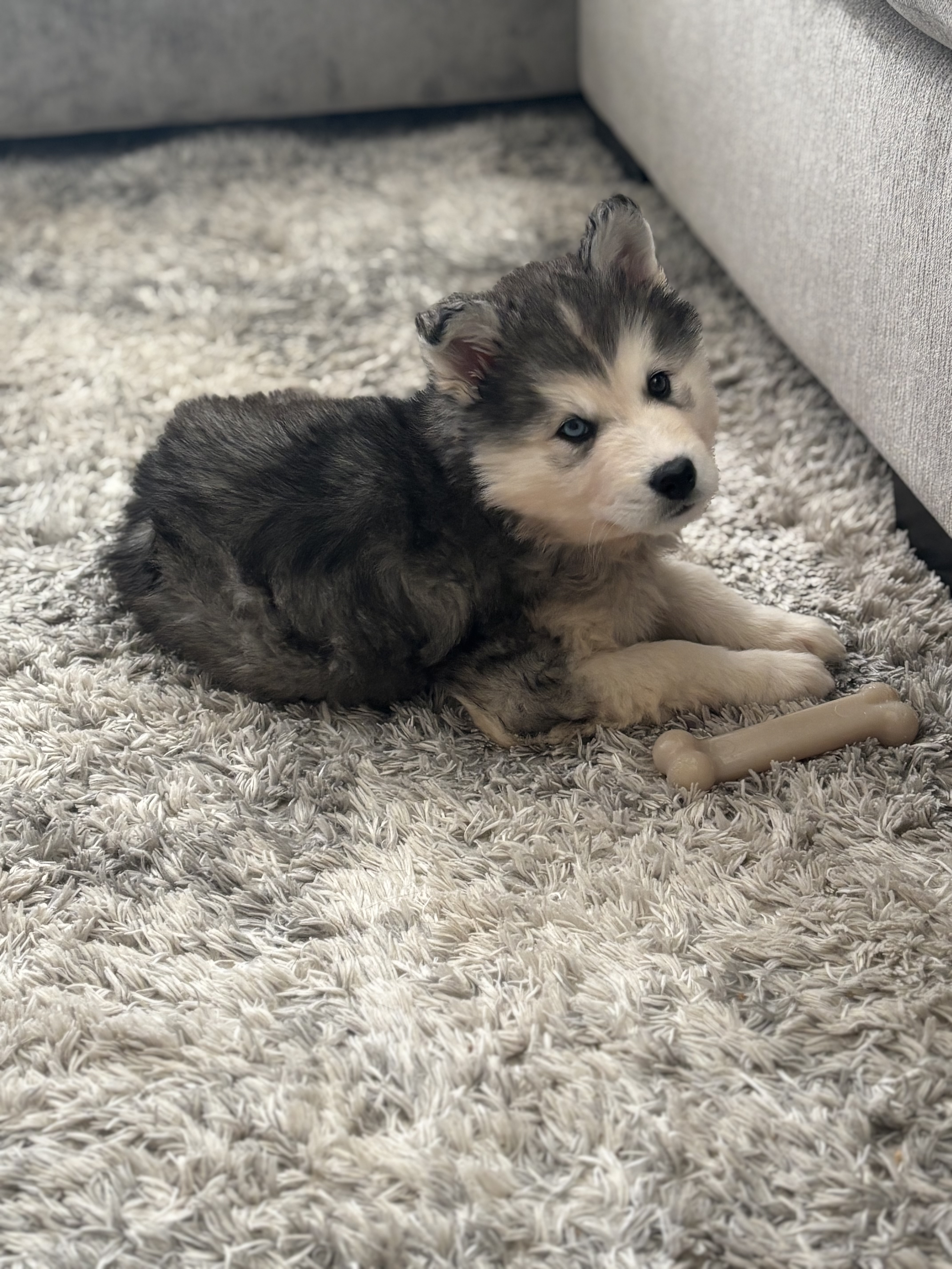 Picture of the Animal Listed