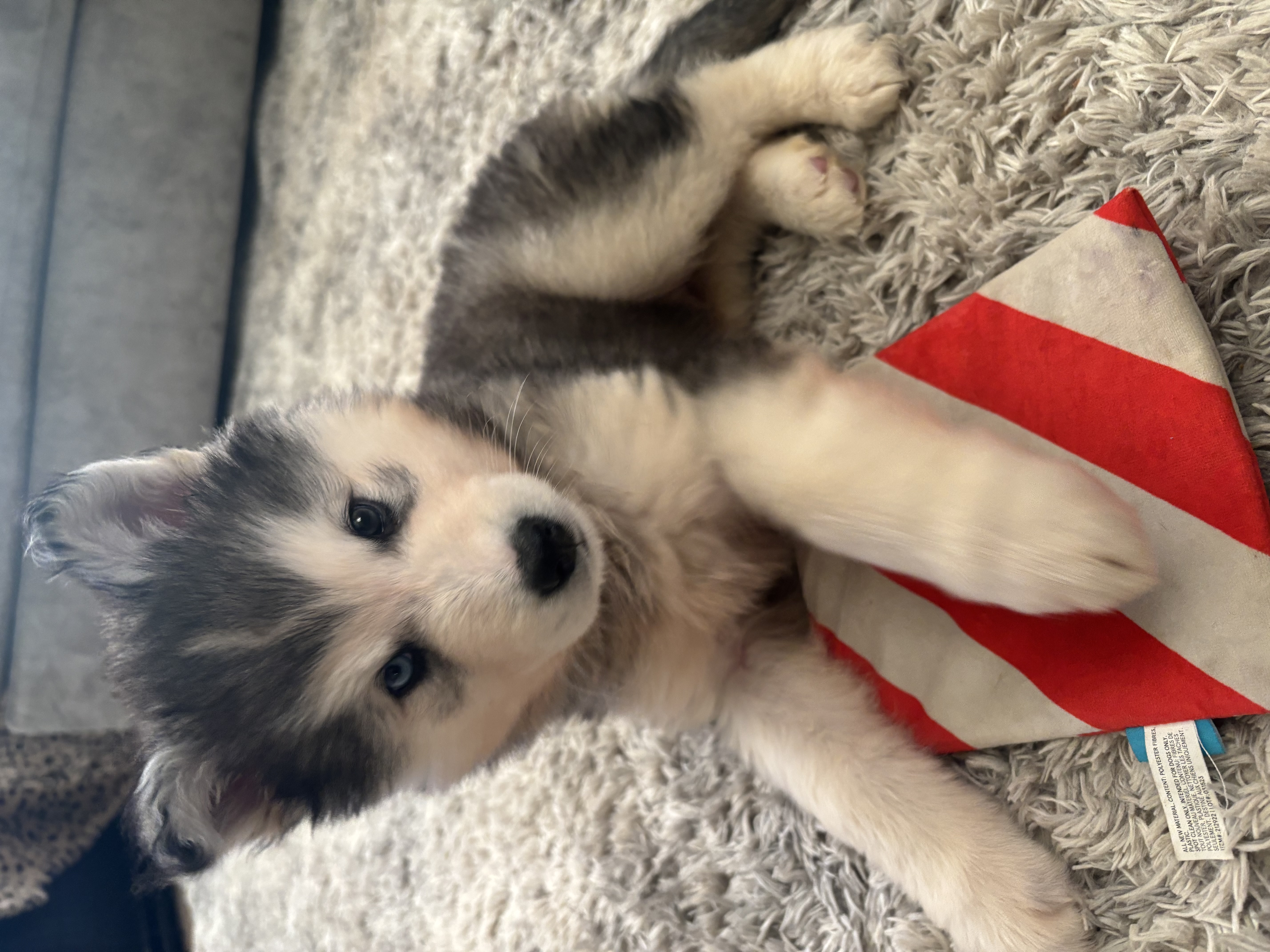 Picture of the Animal Listed