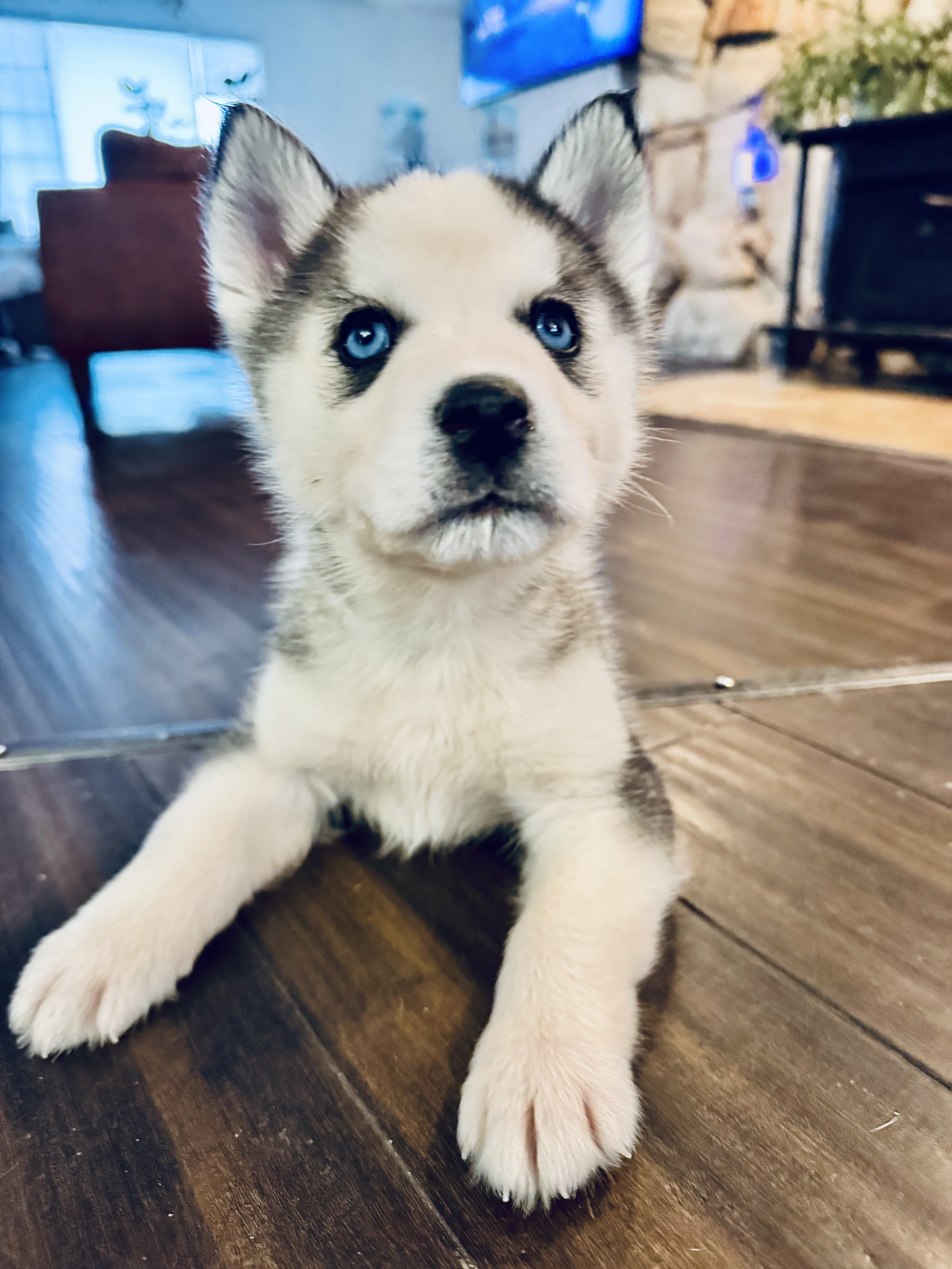 Picture of the Animal Listed