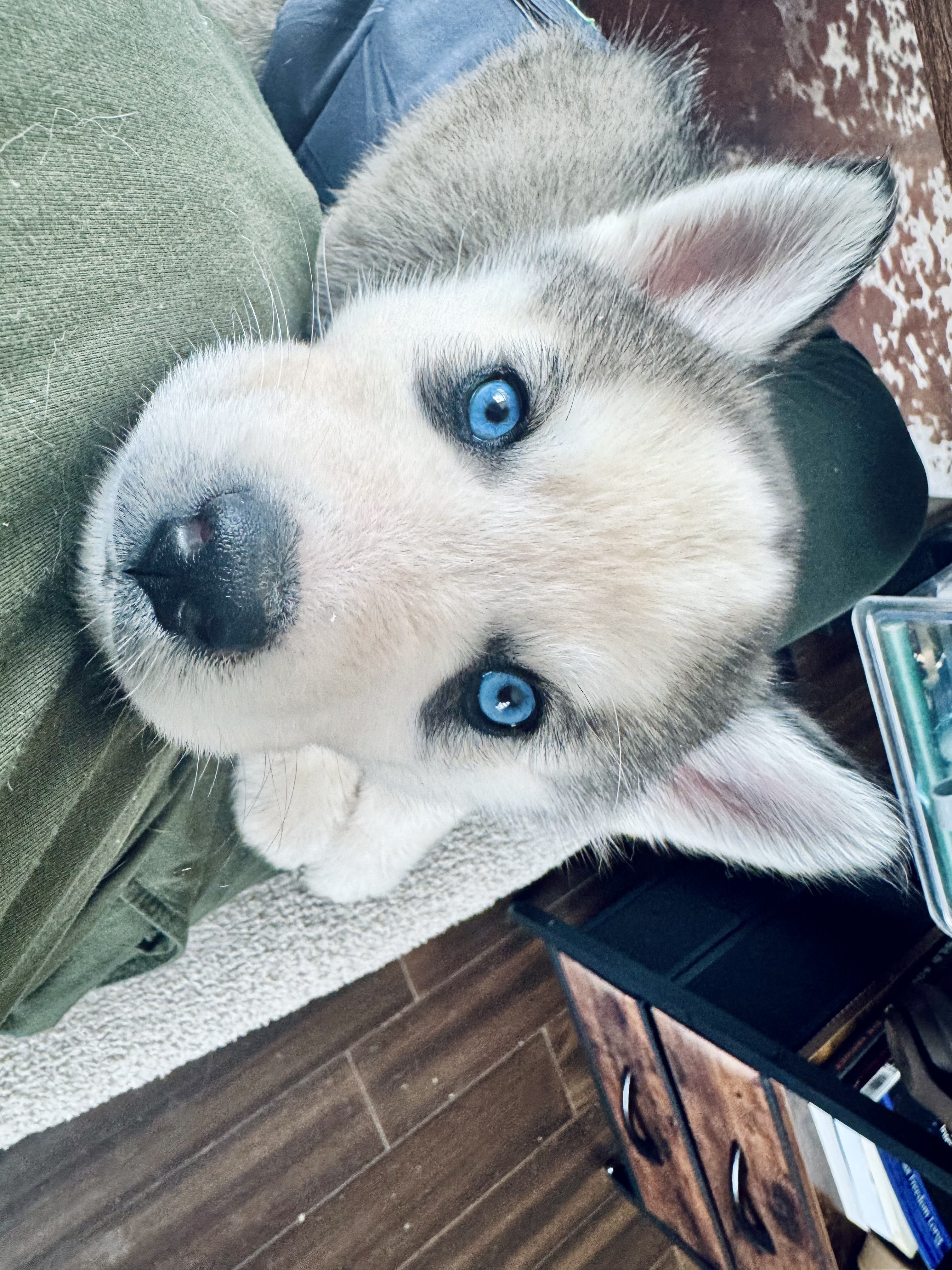 Picture of the Animal Listed