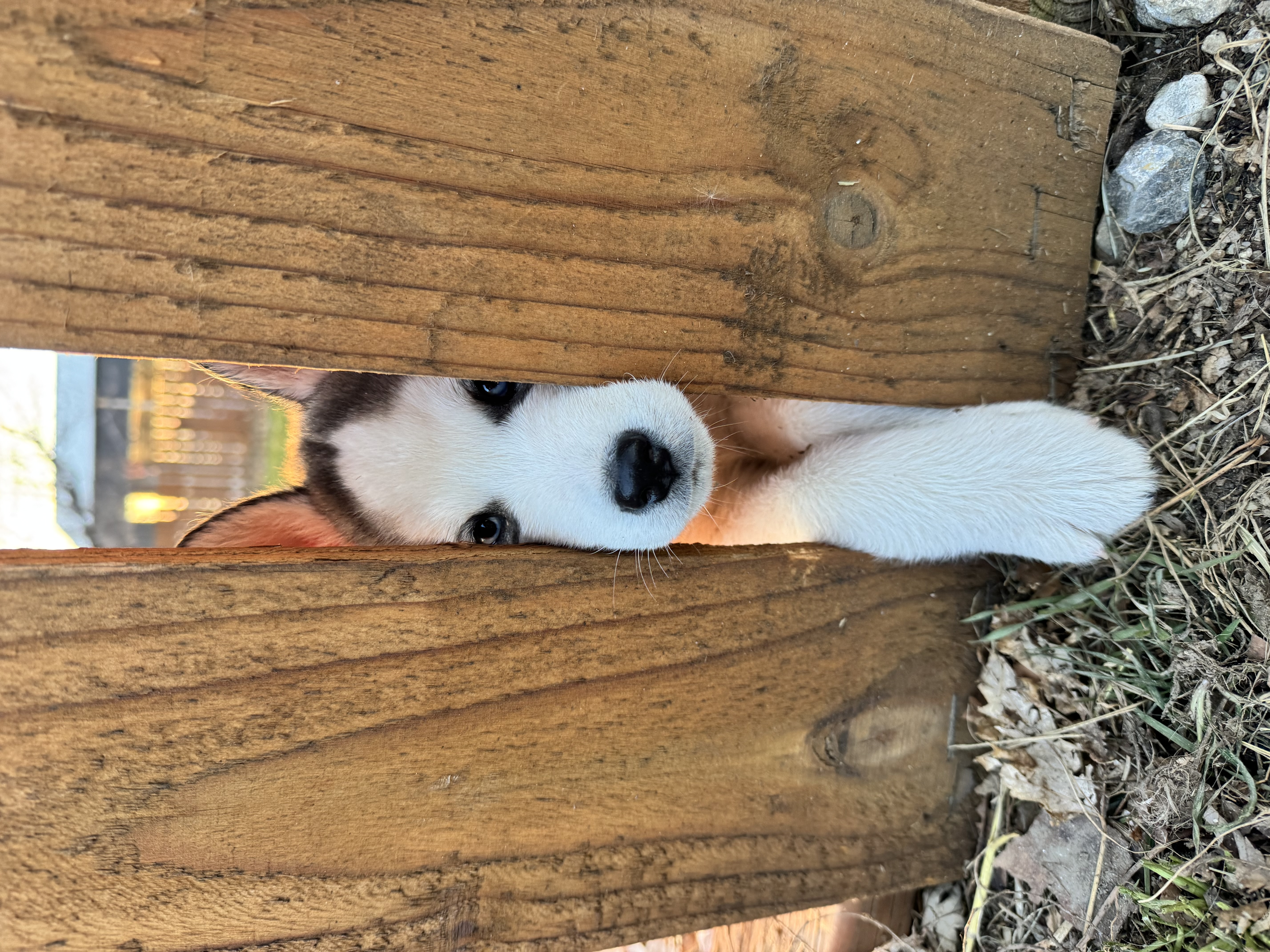 Picture of the Animal Listed