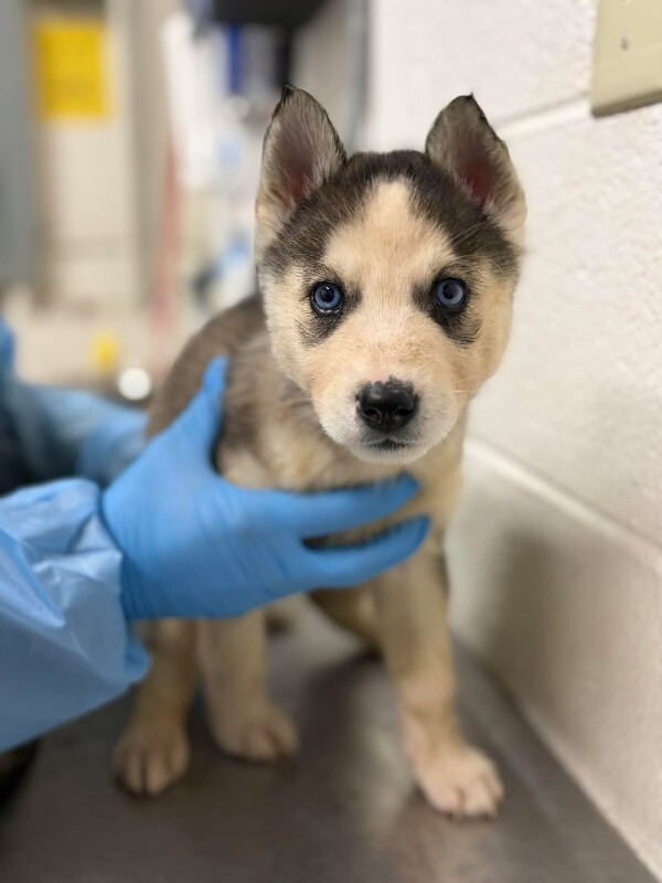 Picture of the Animal Listed