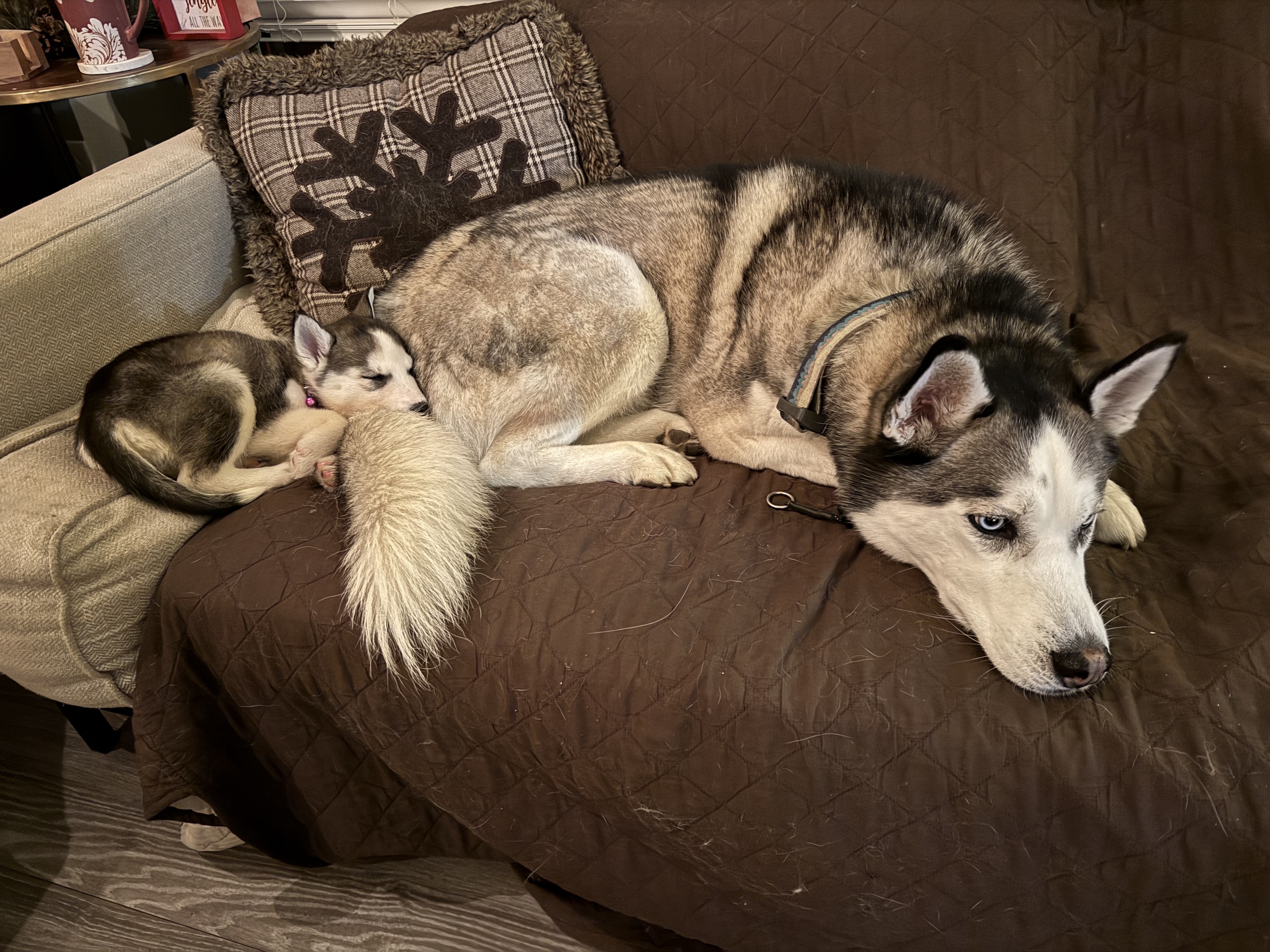 Picture of the Animal Listed