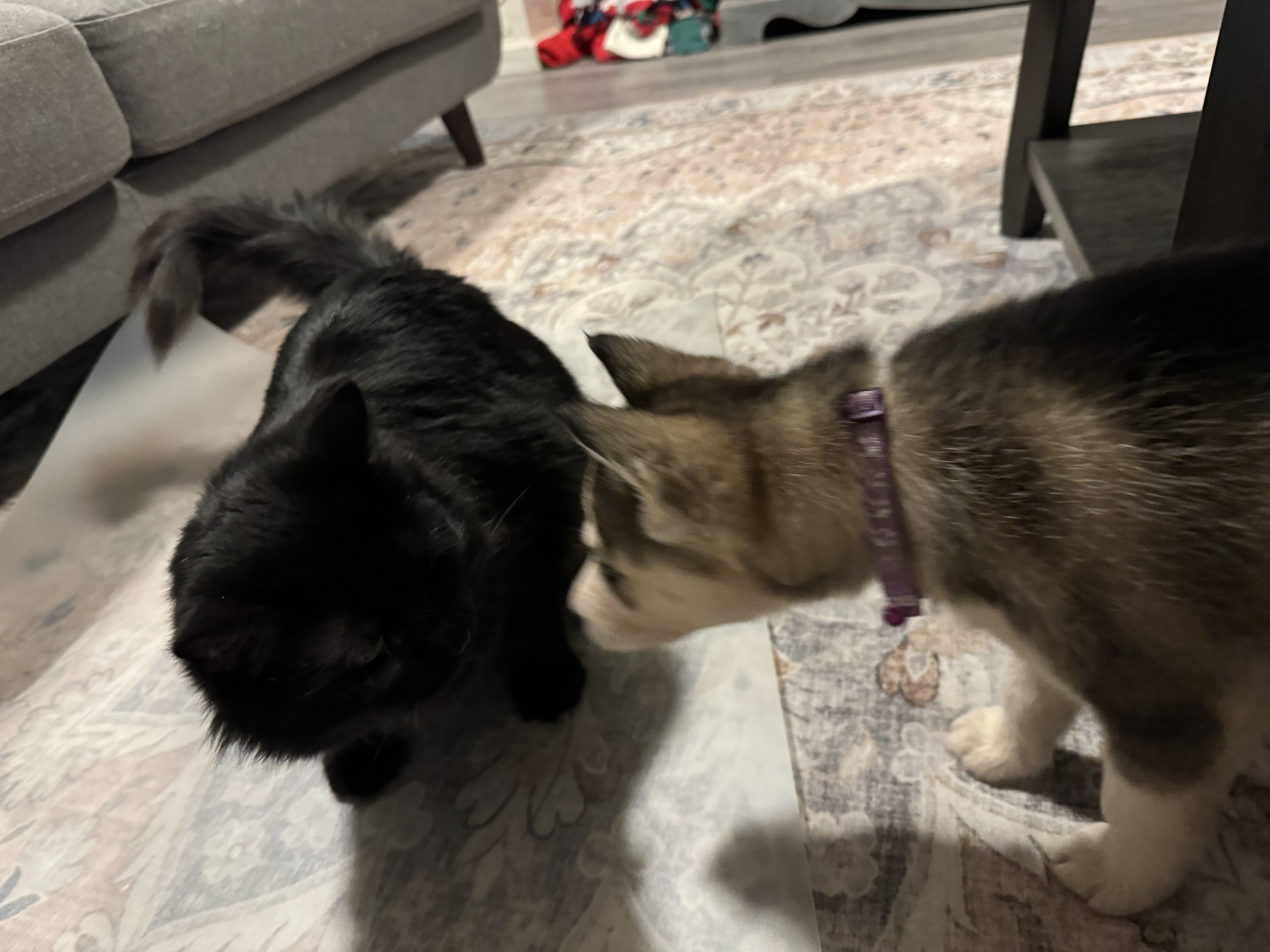 Picture of the Animal Listed