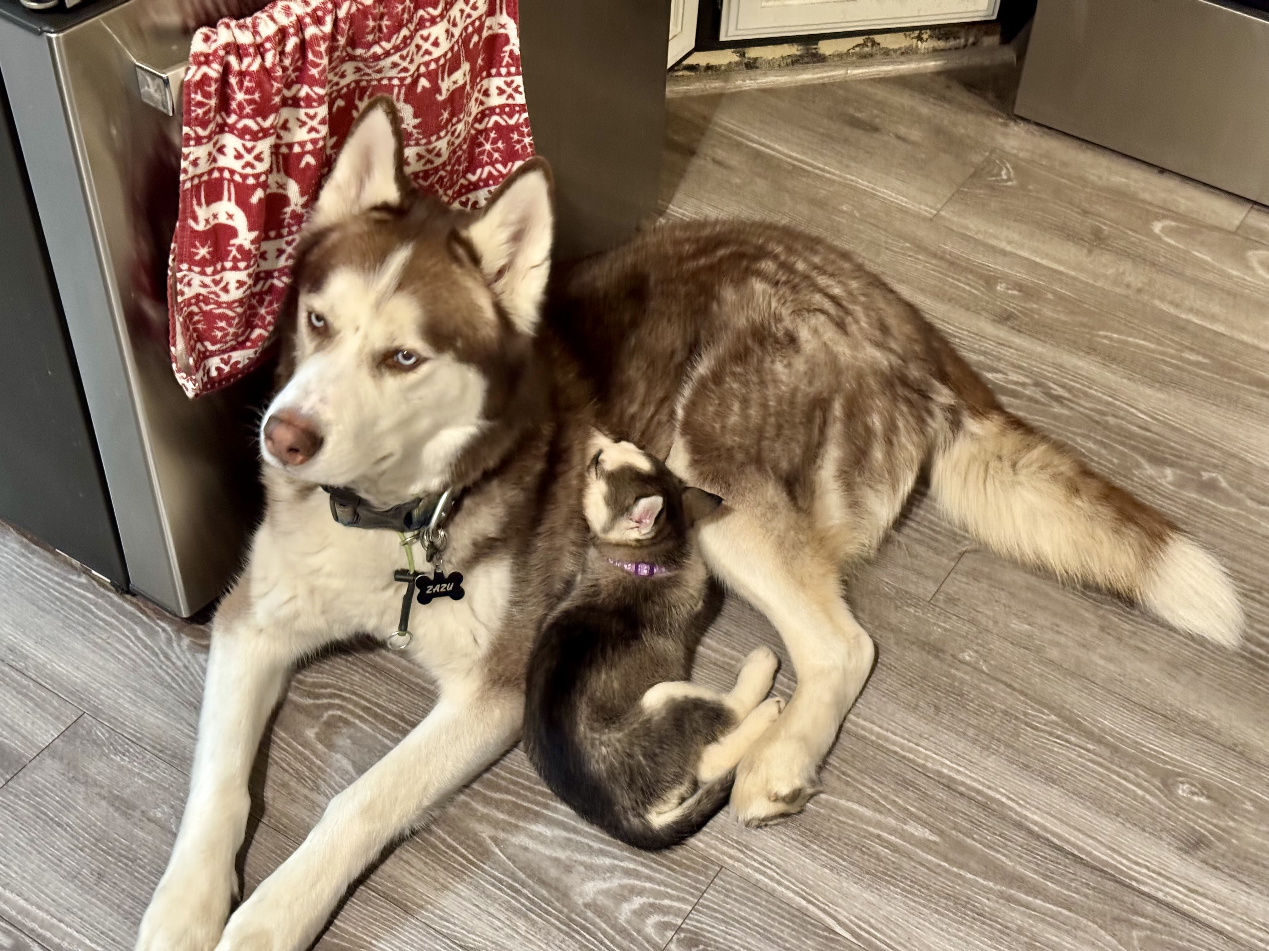 Picture of the Animal Listed