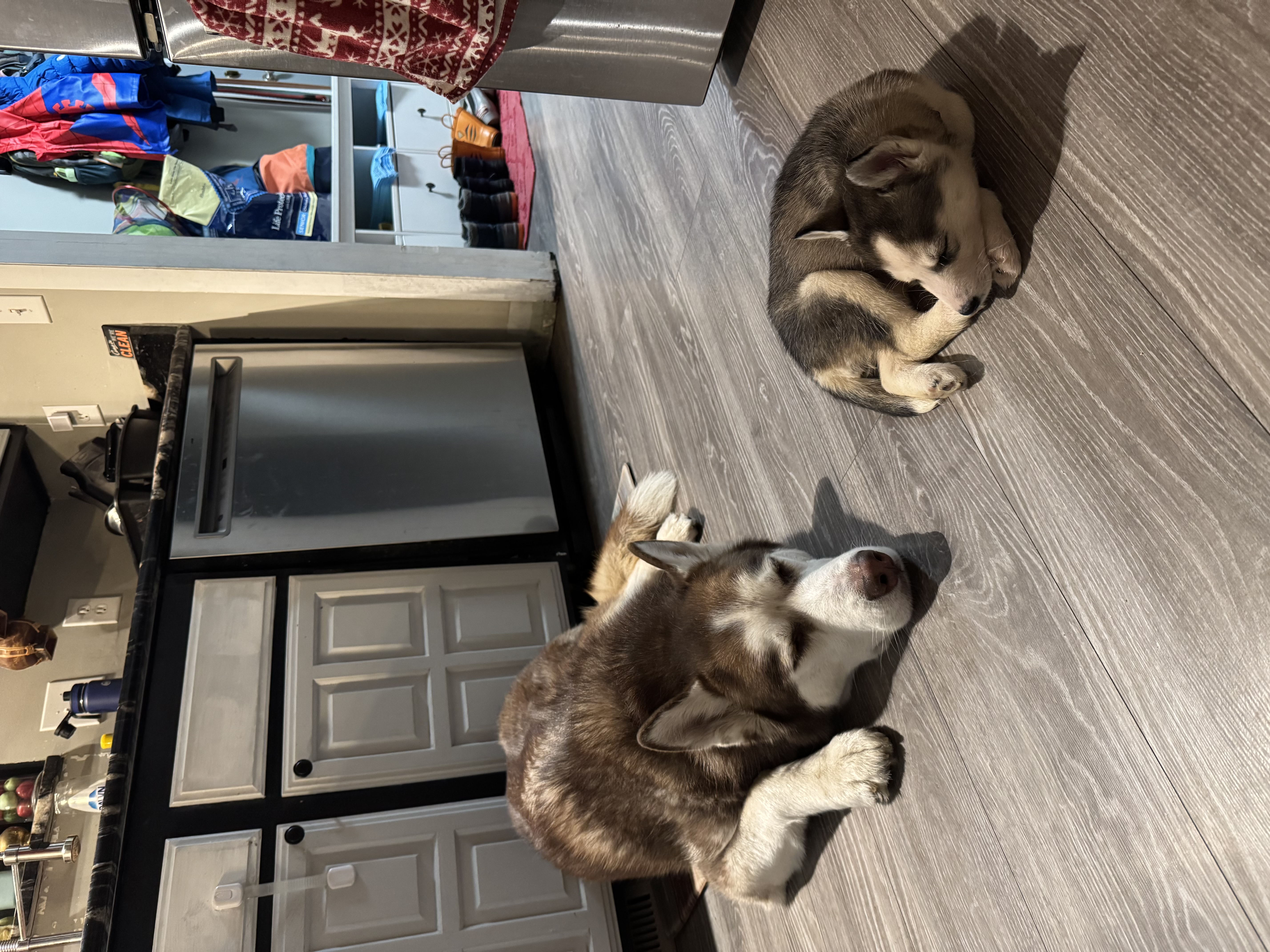 Picture of the Animal Listed