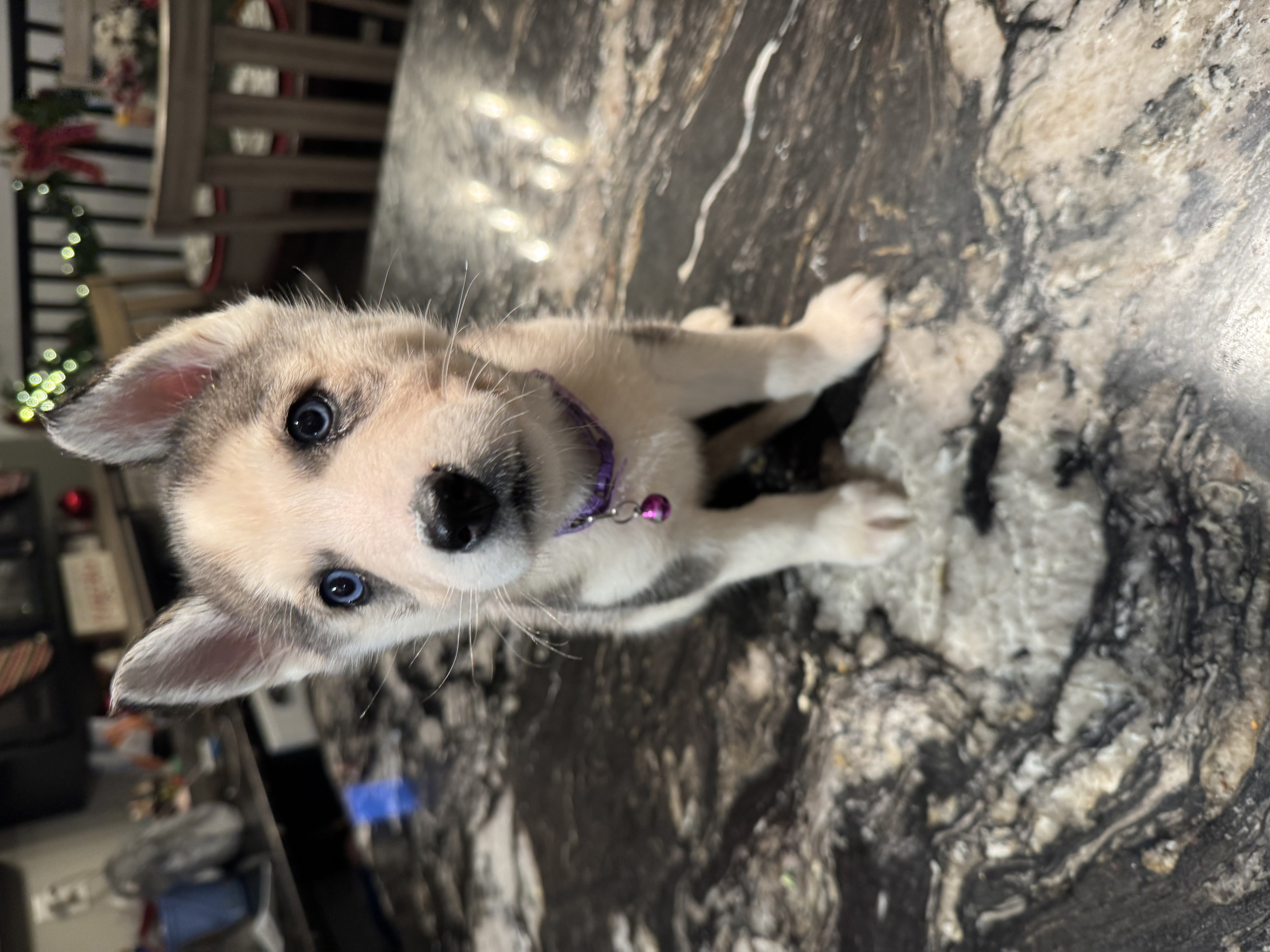 Picture of the Animal Listed