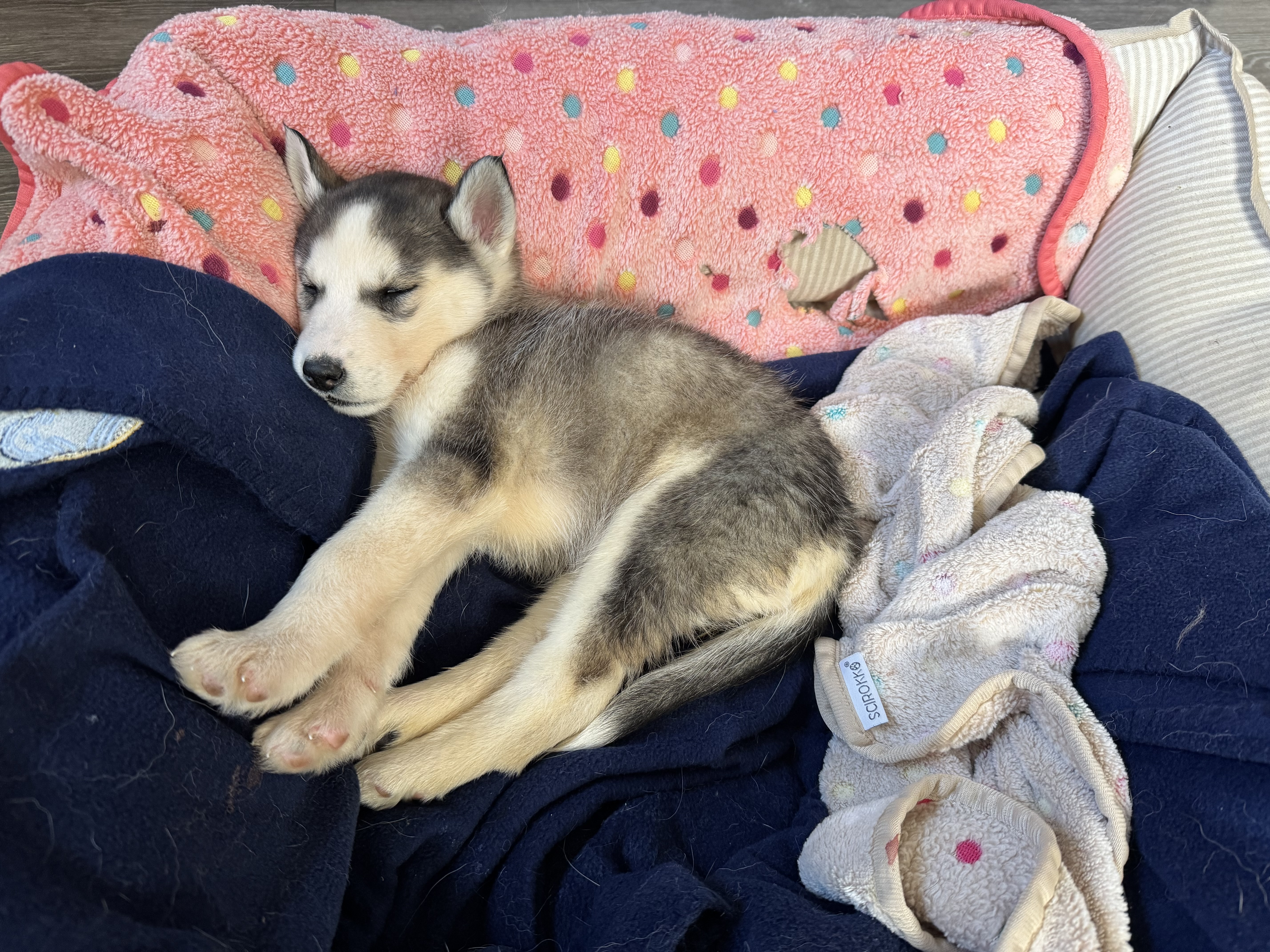 Picture of the Animal Listed