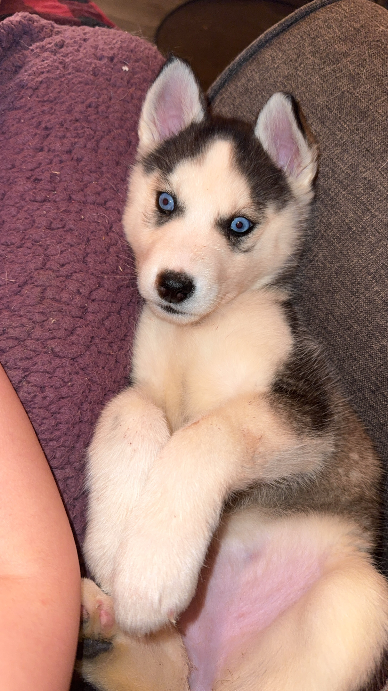 Picture of the Animal Listed