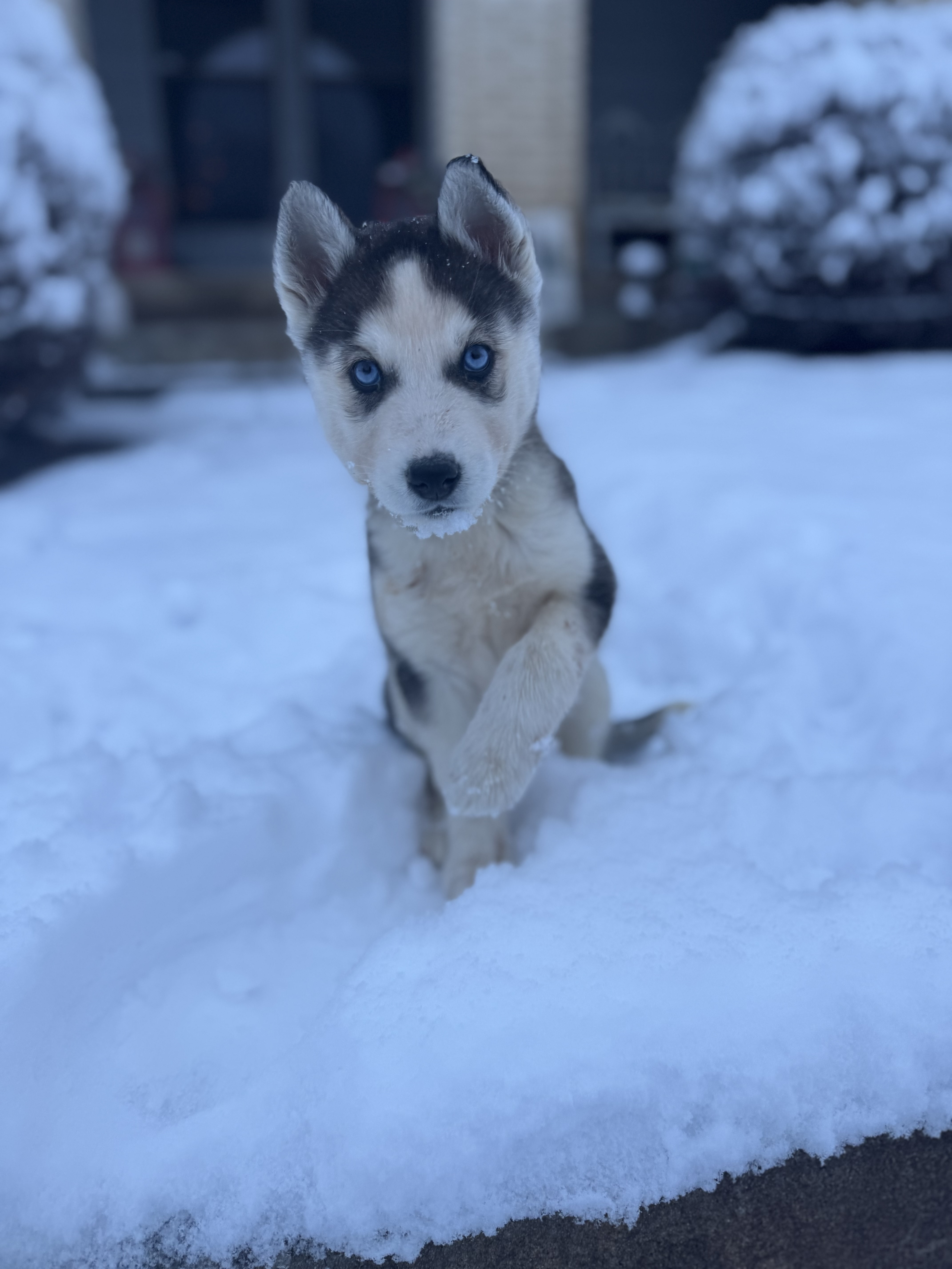 Picture of the Animal Listed