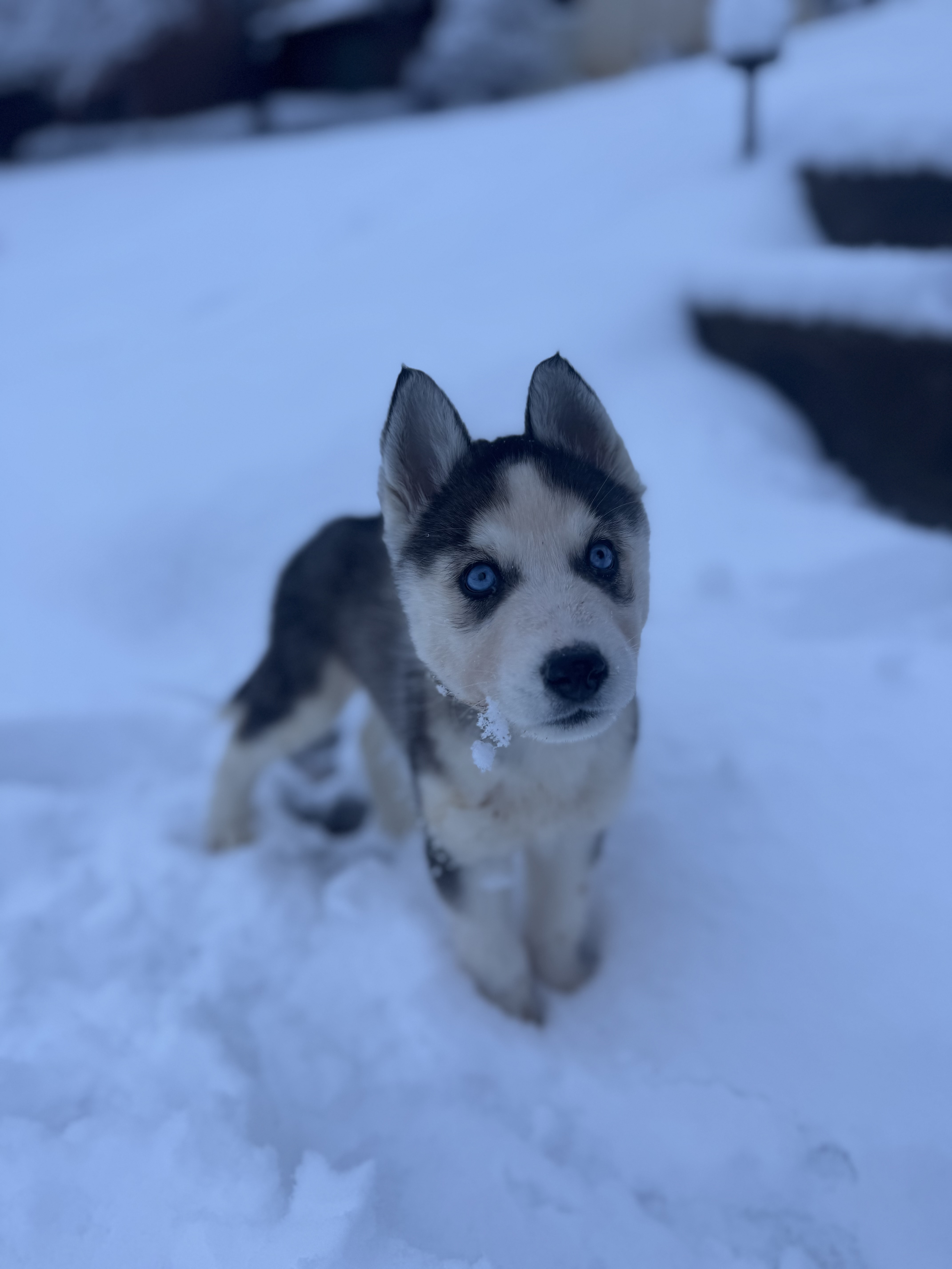 Picture of the Animal Listed