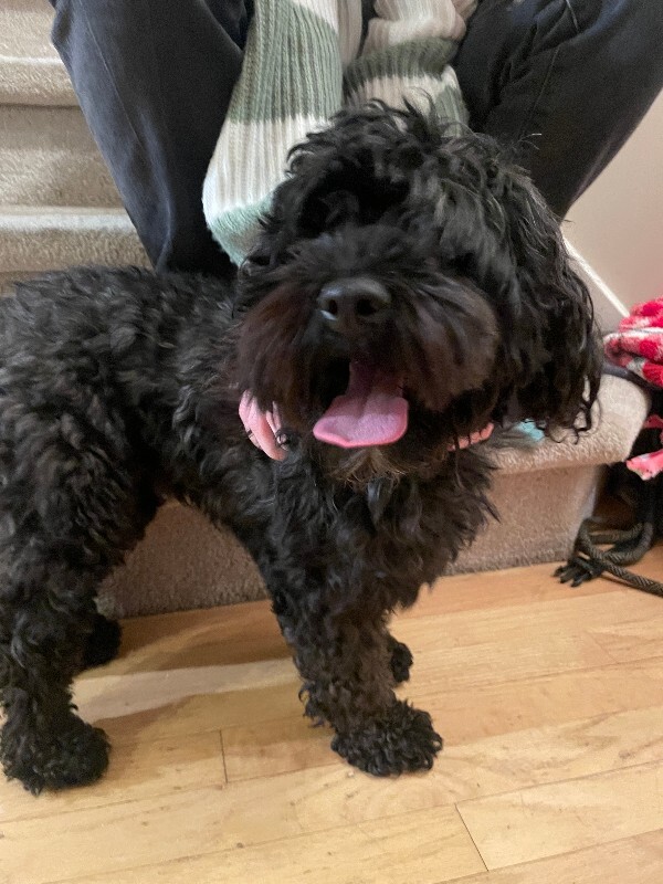 Picture of the Animal Listed