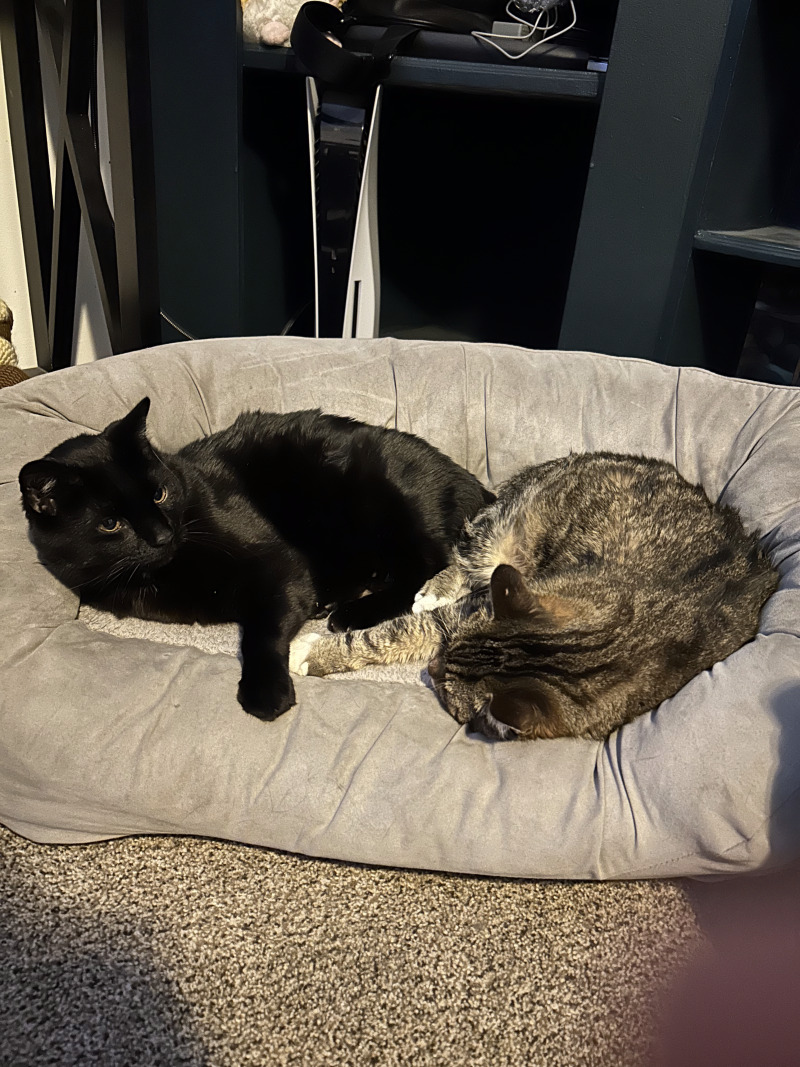 Picture of the Animal Listed