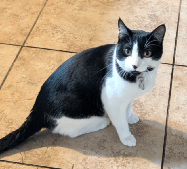 Picture of the Animal Listed