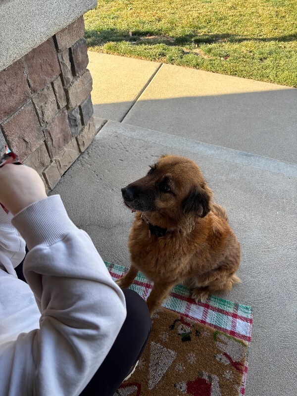 Picture of the Animal Listed