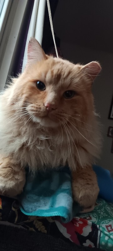 Picture of the Animal Listed