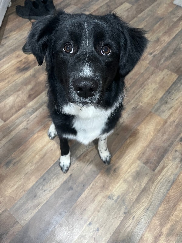 Picture of the Animal Listed