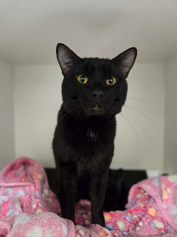 Picture of the Animal Listed