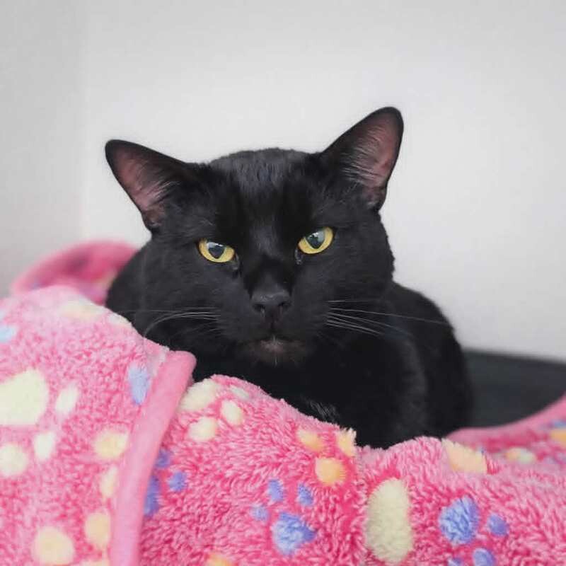 Picture of the Animal Listed