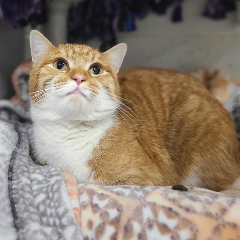 Picture of the Animal Listed