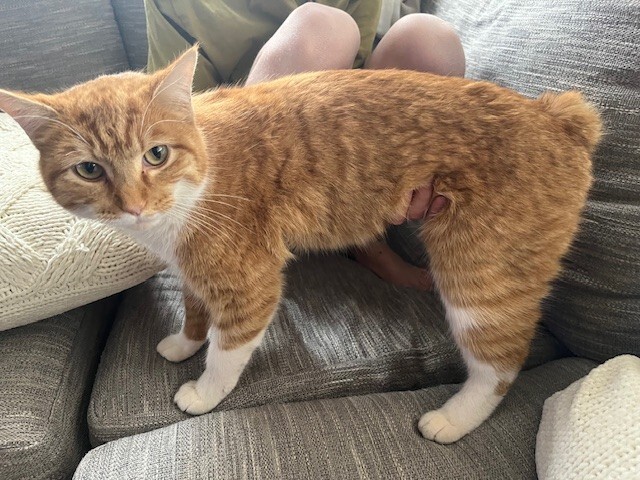 Picture of the Animal Listed