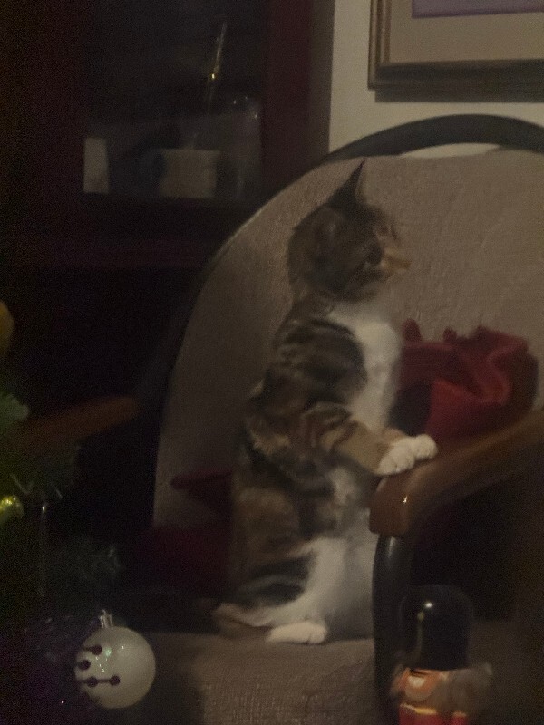 Picture of the Animal Listed