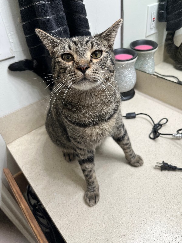 Picture of the Animal Listed