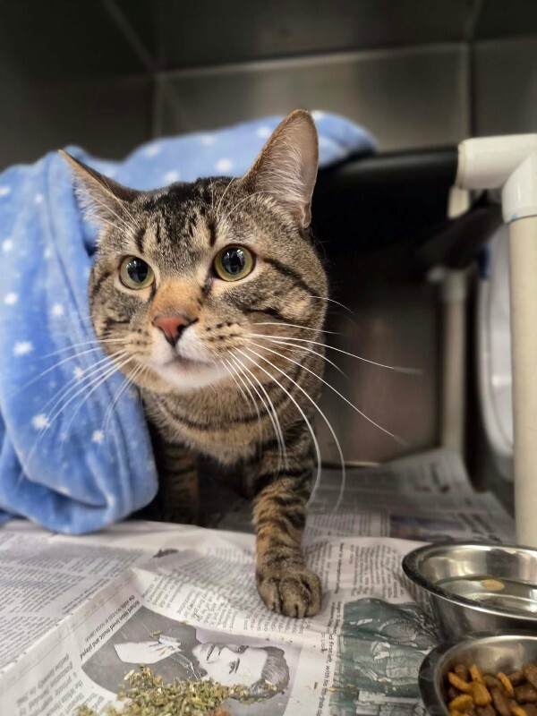 Picture of the Animal Listed